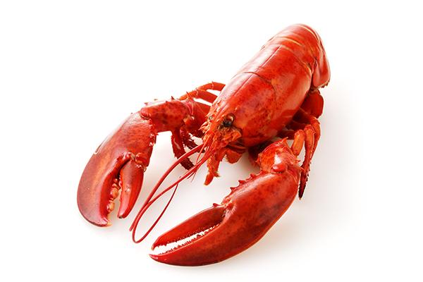 Lobster